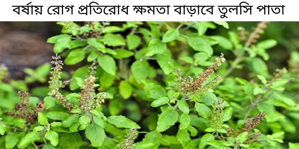 বর্ষায় রোগ প্রতিরোধ ক্ষমতা বাড়াবে তুলসি পাতা